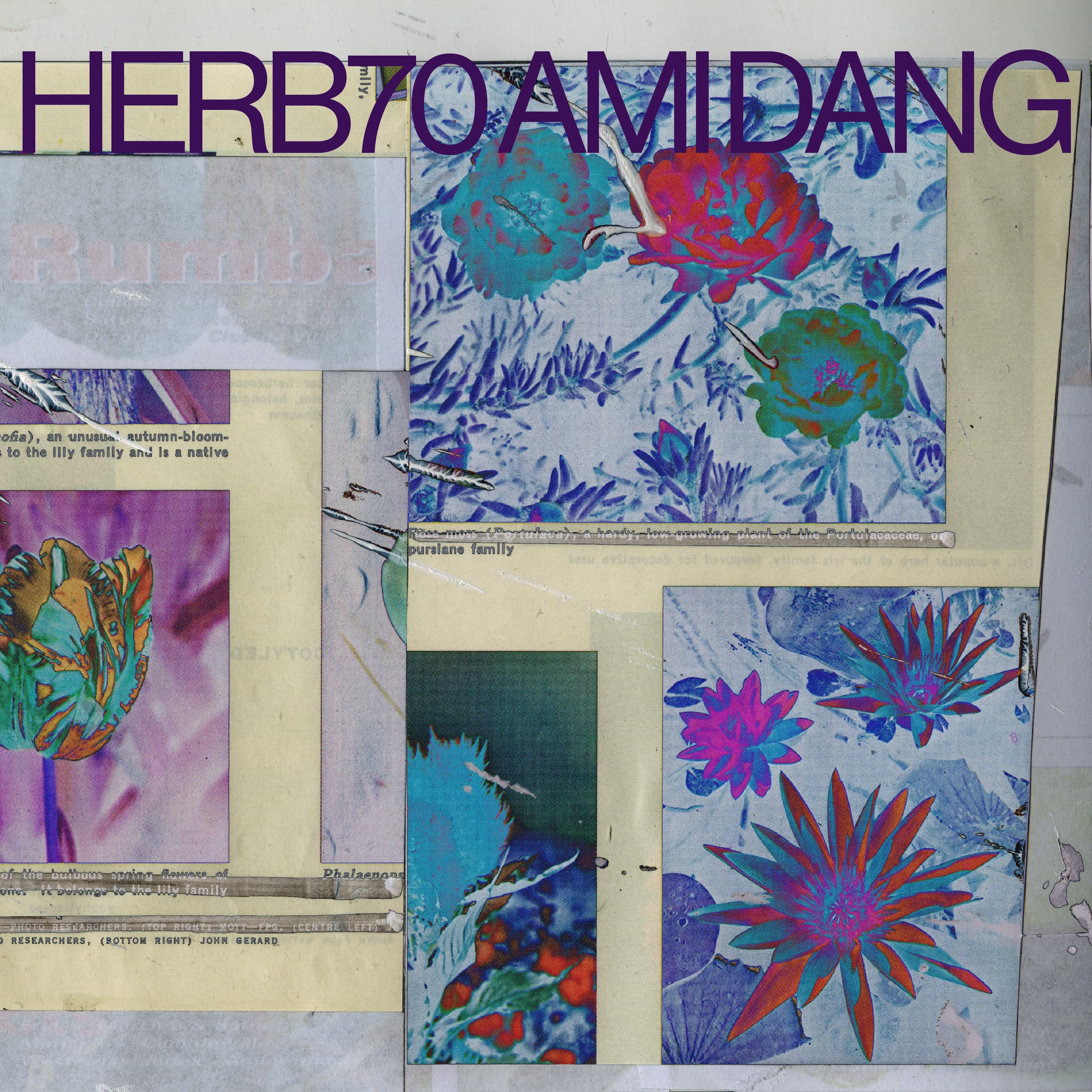 Herb Sundays 70: Ami Dang